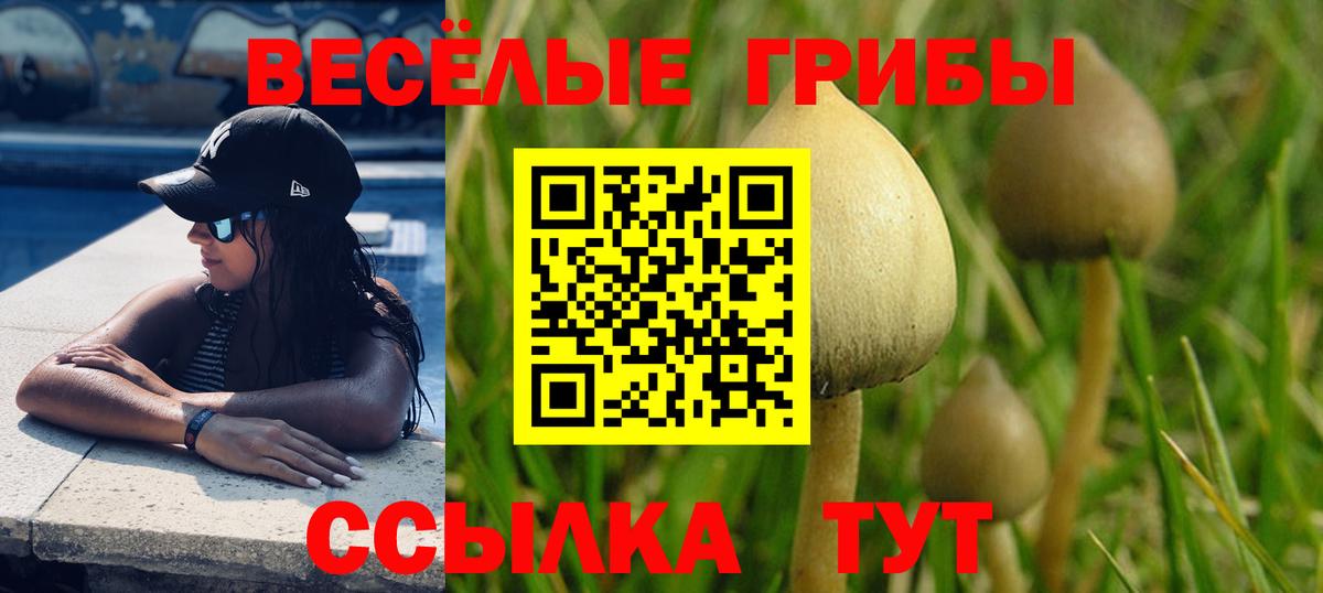 Галлюциногенные грибы Psilocybe Апатиты
